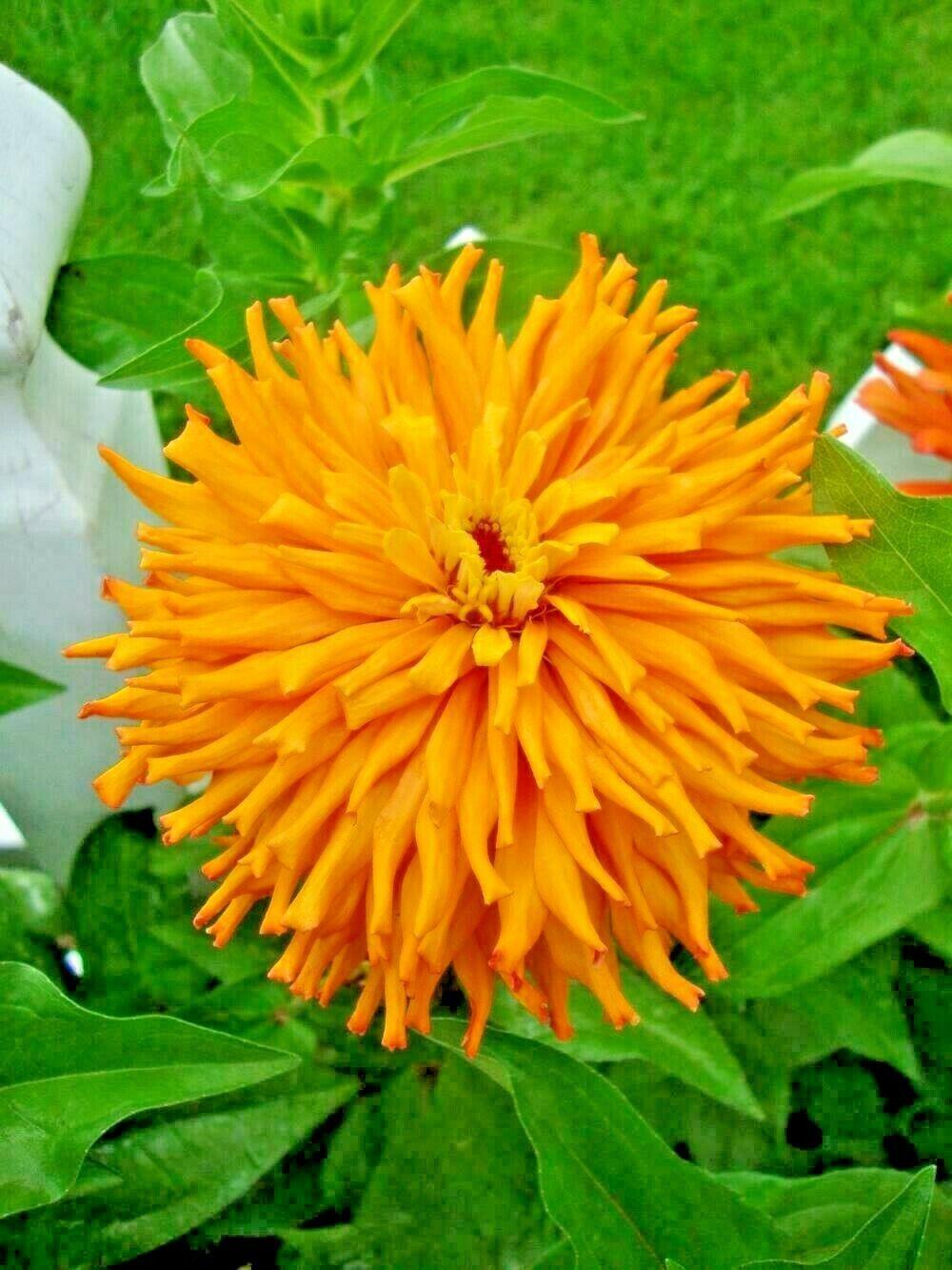 300 Giant Cactus Zinnia Mix Flower Seeds - Seed World