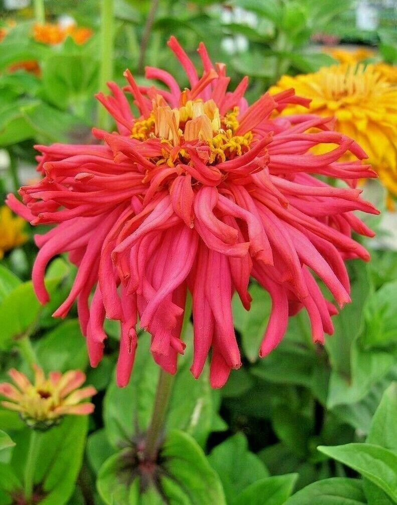 300 Giant Cactus Zinnia Mix Flower Seeds - Seed World