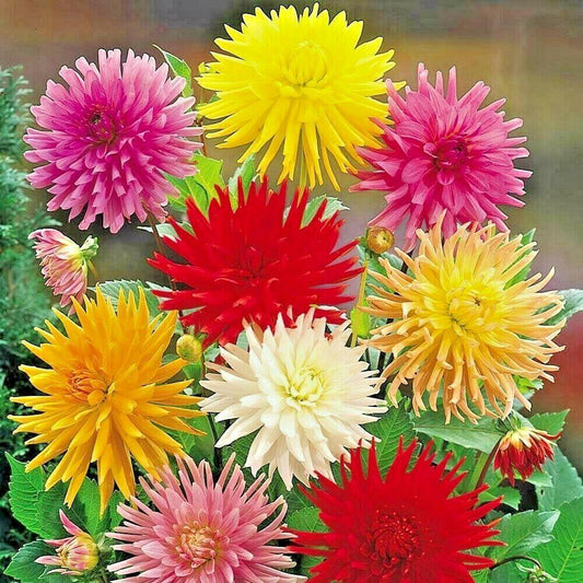 300 Giant Cactus Zinnia Mix Flower Seeds - Seed World