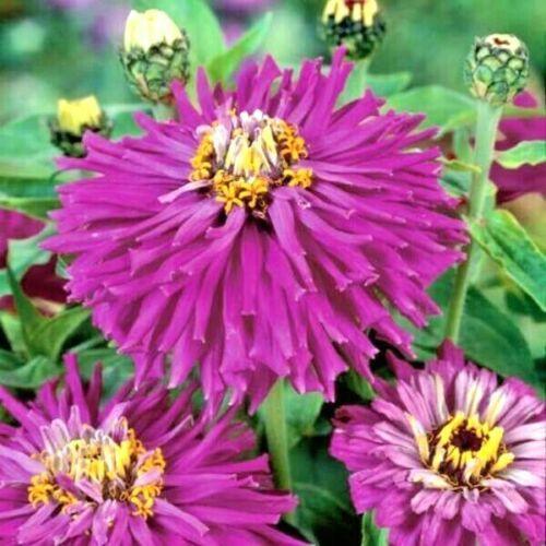 300 Giant Cactus Zinnia Mix Flower Seeds - Seed World