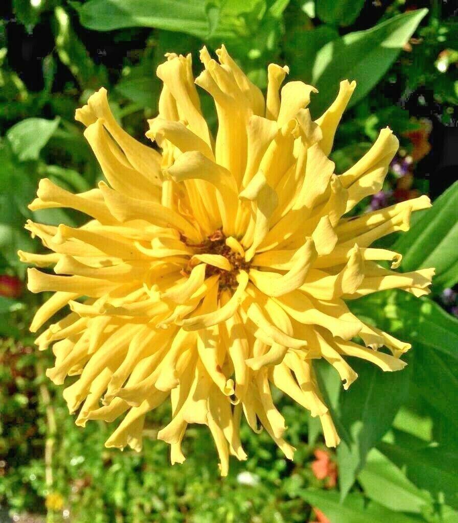 300 Giant Cactus Zinnia Mix Flower Seeds - Seed World