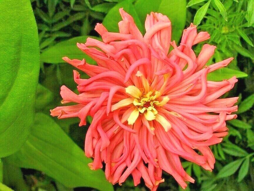 300 Giant Cactus Zinnia Mix Flower Seeds - Seed World
