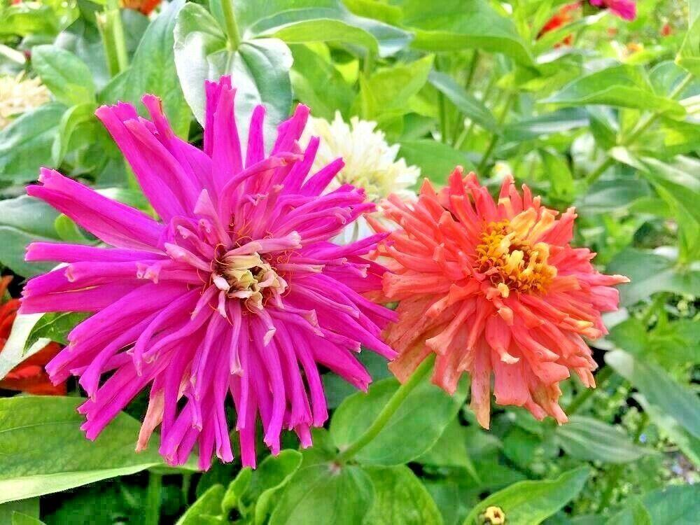300 Giant Cactus Zinnia Mix Flower Seeds - Seed World