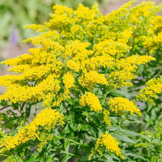 Close-up of a bush with bright yellow flowers and green leaves.