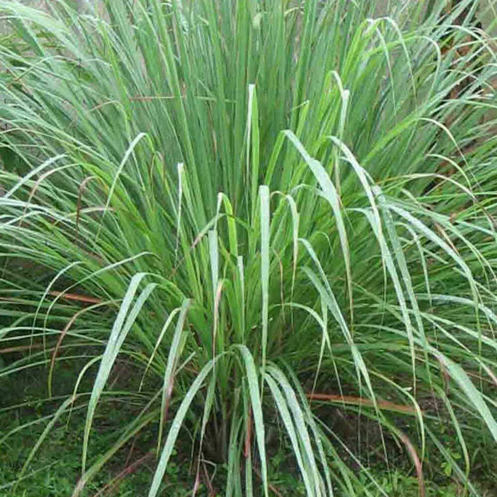 300 Lemon Grass Seeds - Seed World