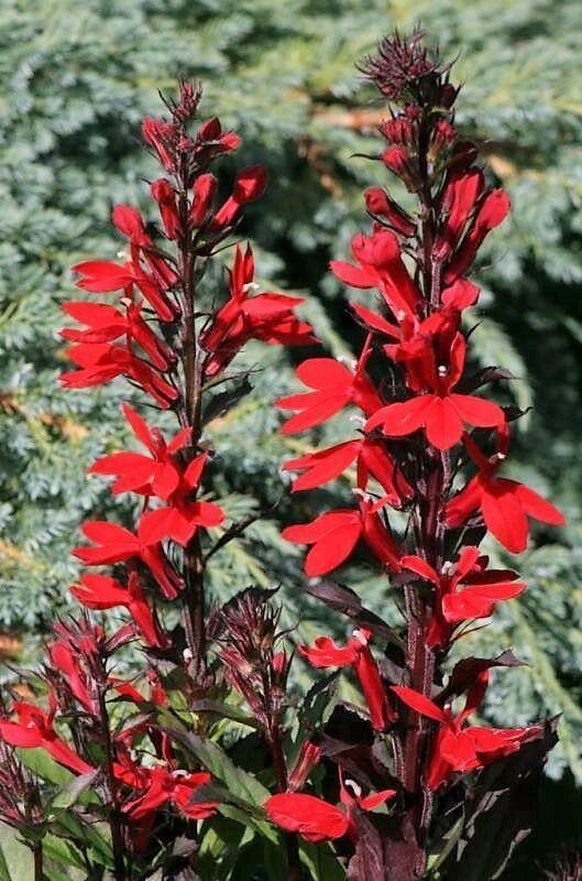 300 Red Cardinal Flower Seeds - Seed World