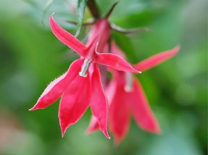 300 Red Cardinal Flower Seeds - Seed World