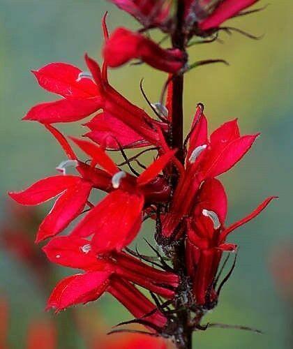 300 Red Cardinal Flower Seeds - Seed World