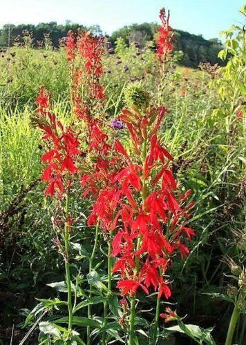 300 Red Cardinal Flower Seeds - Seed World