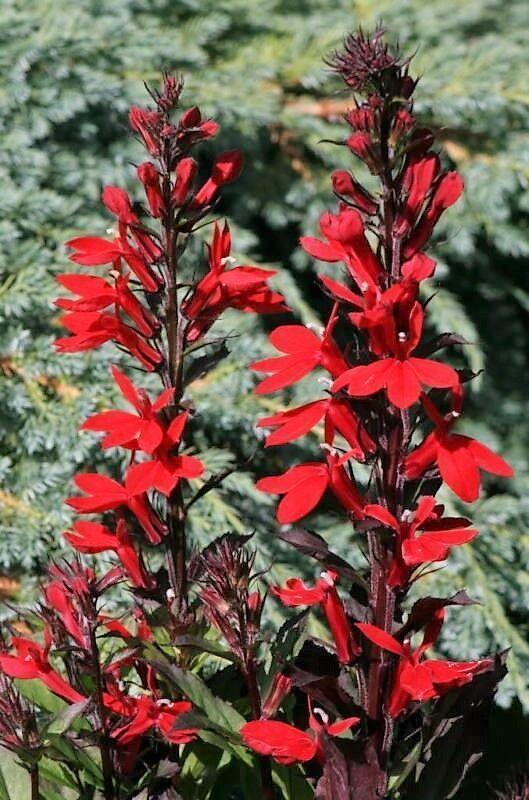 300 Red Cardinal Flower Seeds - Seed World