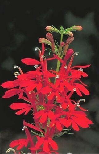300 Red Cardinal Flower Seeds - Seed World