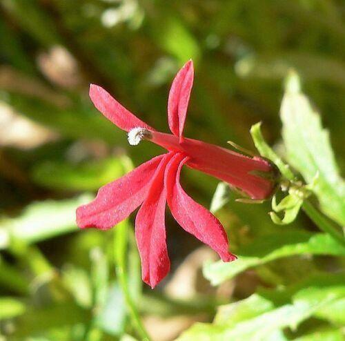300 Red Cardinal Flower Seeds - Seed World