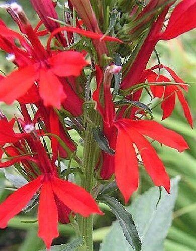 300 Red Cardinal Flower Seeds - Seed World