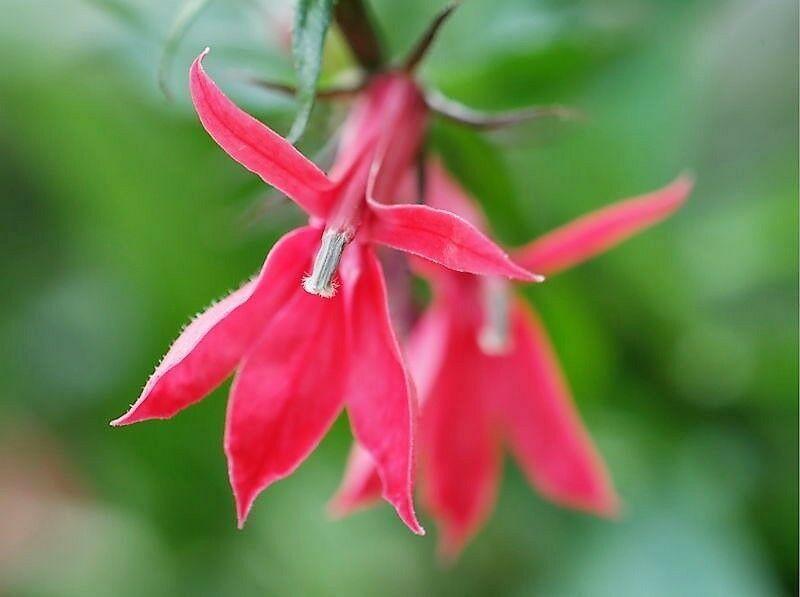 300 Red Cardinal Flower Seeds - Seed World