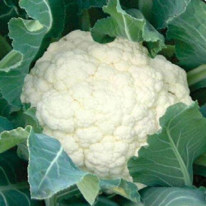 300 Snowball Cauliflower Seeds | Heirloom | Organic - Seed World