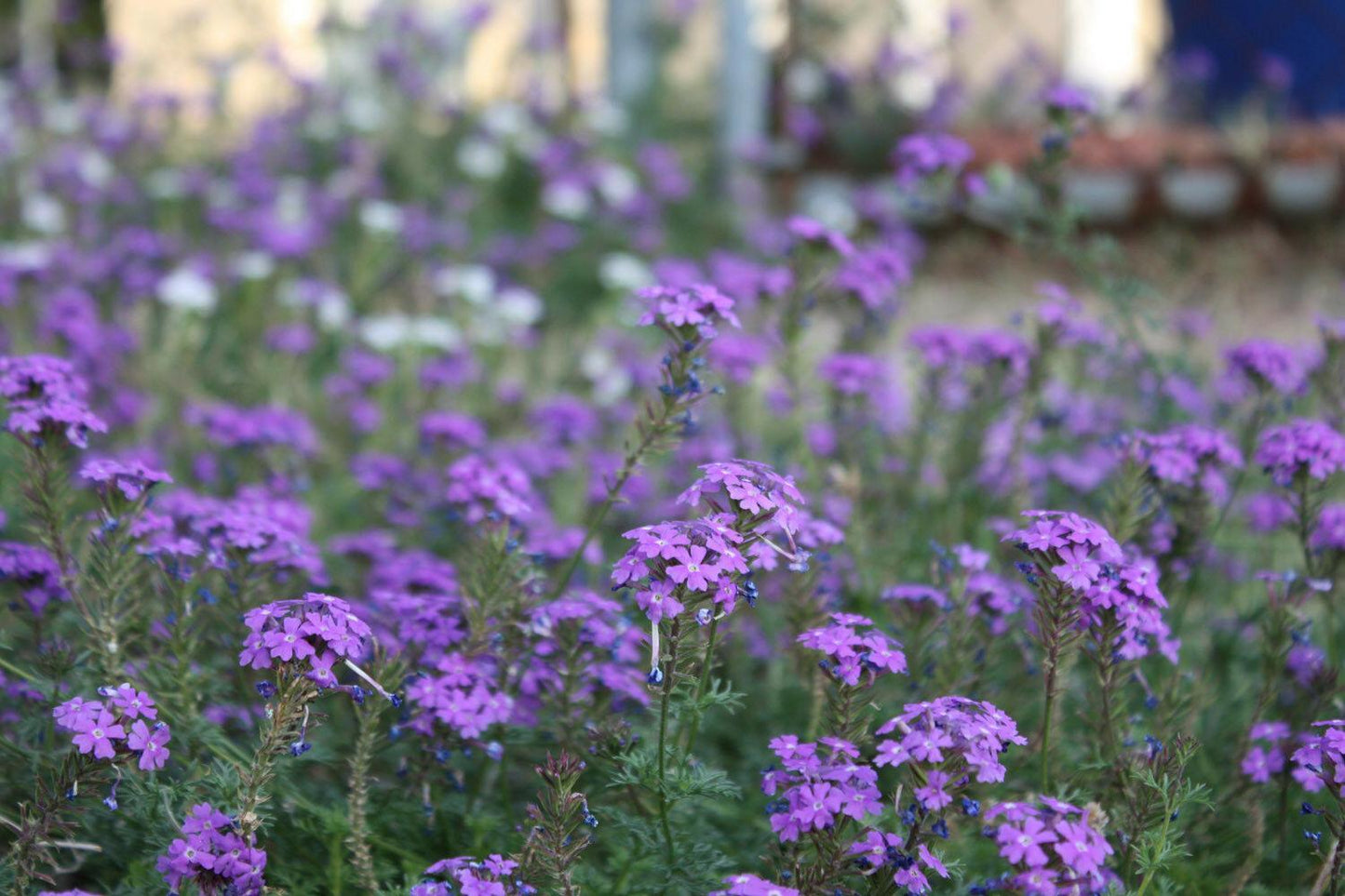 300 Violet Moss Verbena Seeds - Seed World