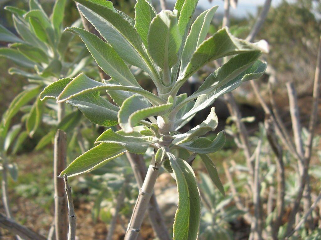 300 White Sage Seeds - Seed World