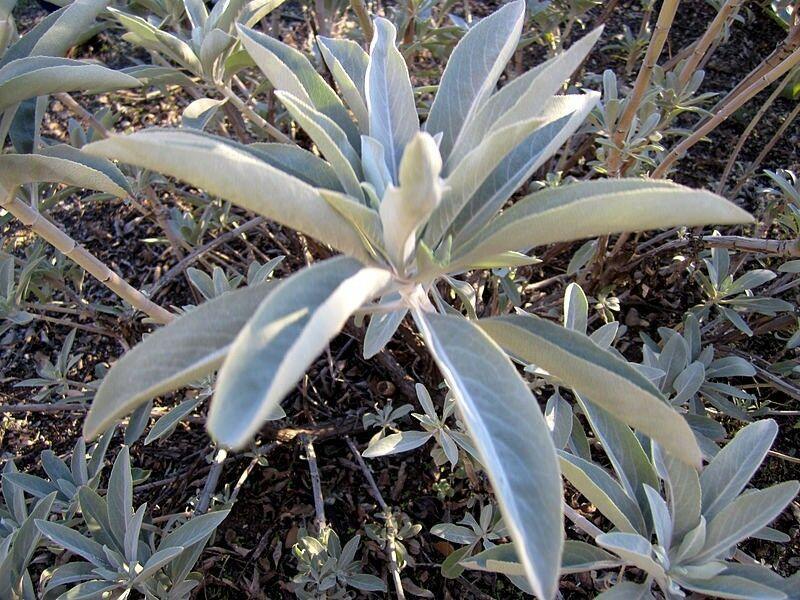 300 White Sage Seeds - Seed World