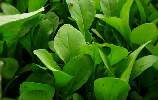 3000 Arugula - Eruca Sativa Seeds - Seed World