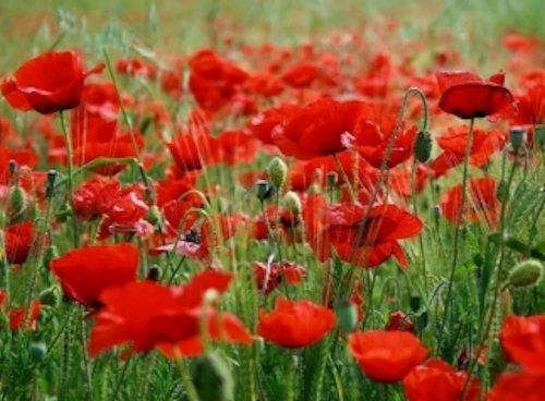3000 Red Corn Poppy Seeds | Papaver Rhoeas - Seed World
