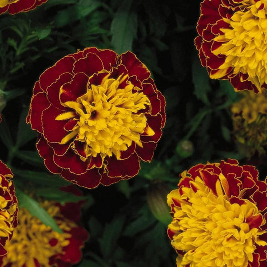 35 French Marigold Harmony Seeds - Seed World