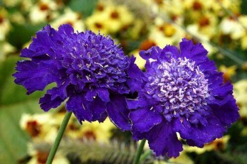 35 Pincushion Scabiosa Flower Seeds - Seed World