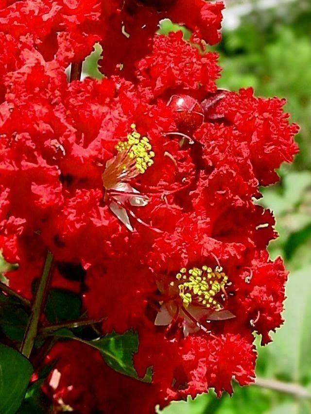 35 Red Crepe Myrtle Seeds - Seed World