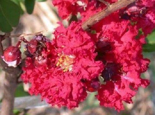 35 Red Crepe Myrtle Seeds - Seed World