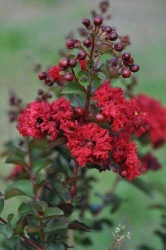 35 Red Crepe Myrtle Seeds - Seed World