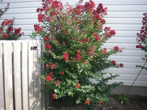 35 Red Crepe Myrtle Seeds - Seed World