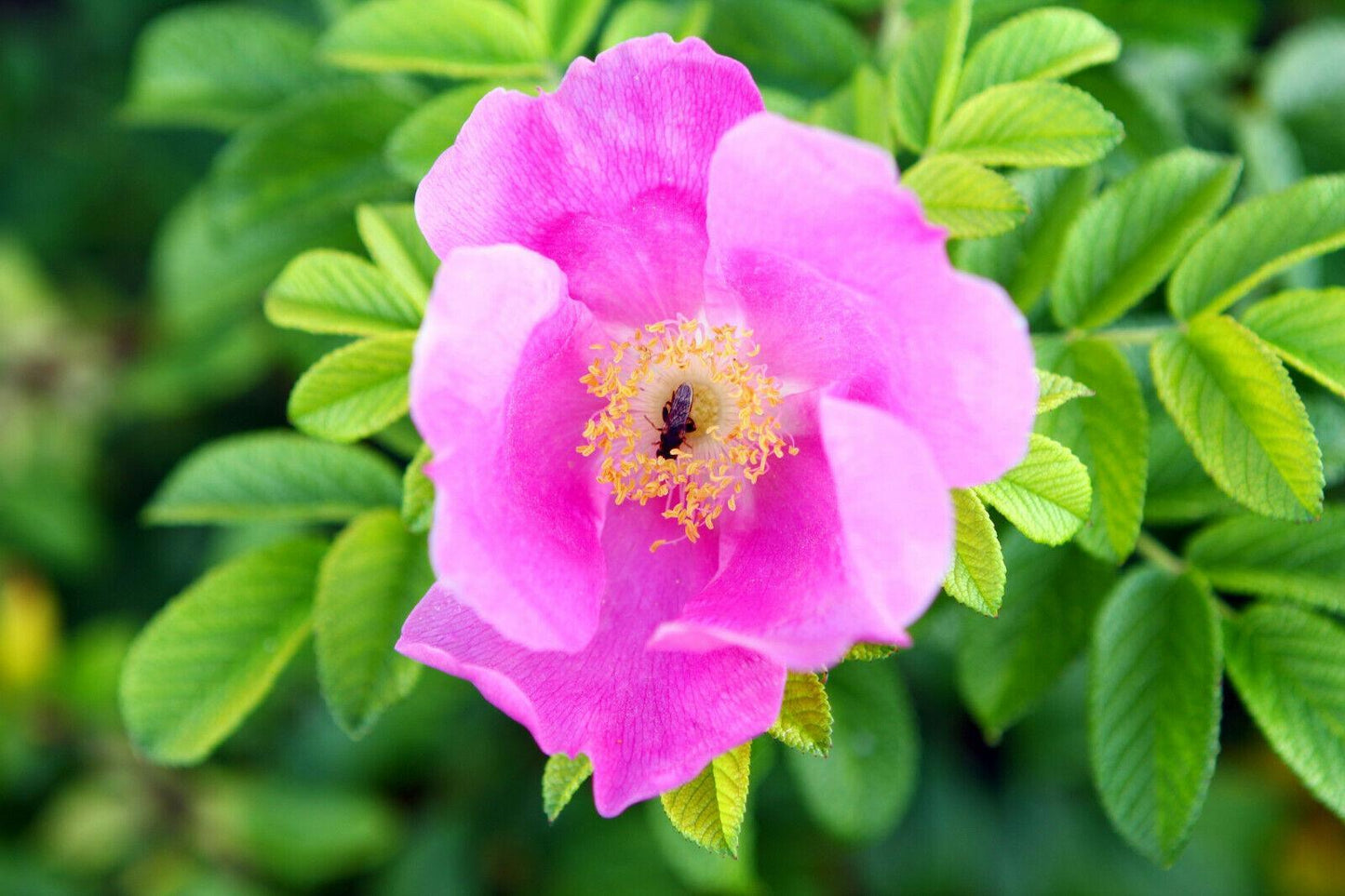 35 Rosa Canina Seeds - Pink Flowering Rosehip Rose Bush - Seed World