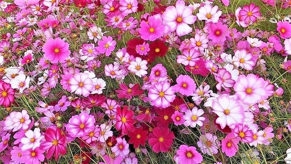 350 Cosmos Sensation Mix Bipinnatus Flower Seeds - Seed World