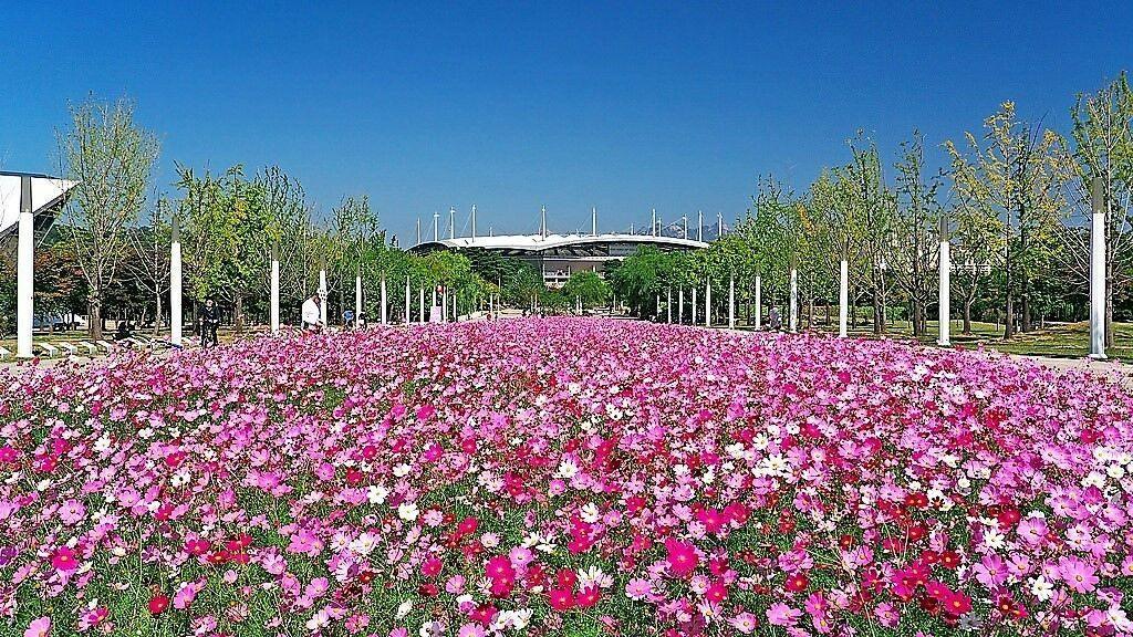 350 Cosmos Sensation Mix Bipinnatus Flower Seeds - Seed World