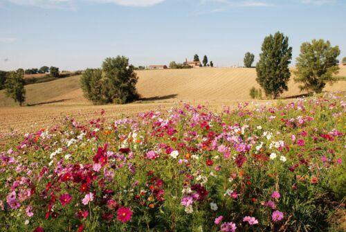 350 Cosmos Sensation Mix Bipinnatus Flower Seeds - Seed World
