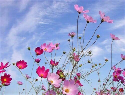 350 Cosmos Sensation Mix Bipinnatus Flower Seeds - Seed World