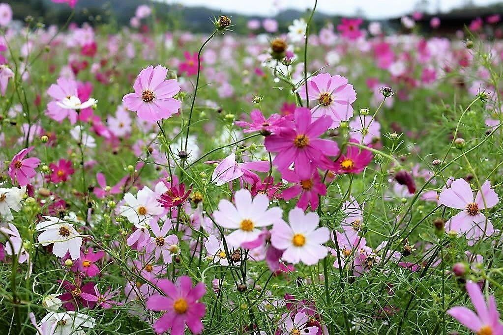 350 Cosmos Sensation Mix Bipinnatus Flower Seeds - Seed World