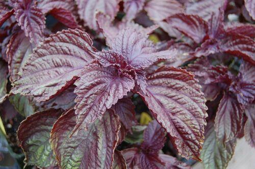 350 Shiso (Perilla Frutescens) Seeds - Seed World