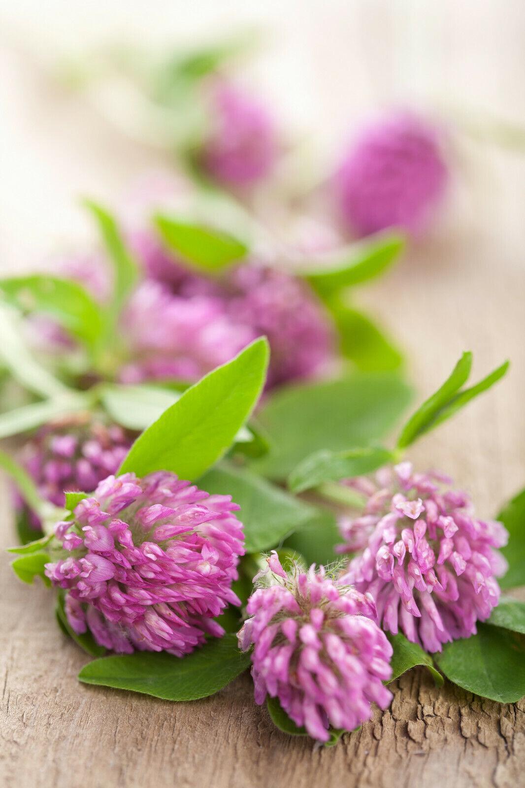 3500 Alsike Pink Clover Herb Flower Seeds - Seed World