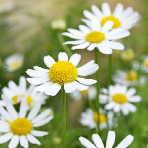 3,500 German Chamomile Seeds - Seed World