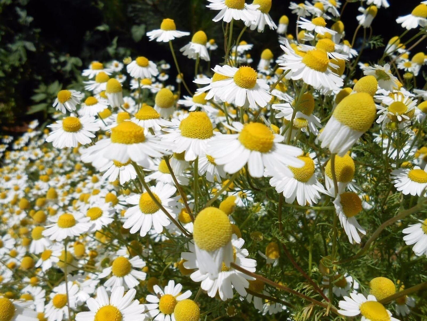 3,500 German Chamomile Seeds - Seed World