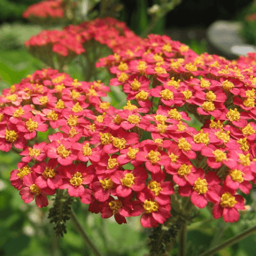 3500 Red Yarrow Seeds - Seed World