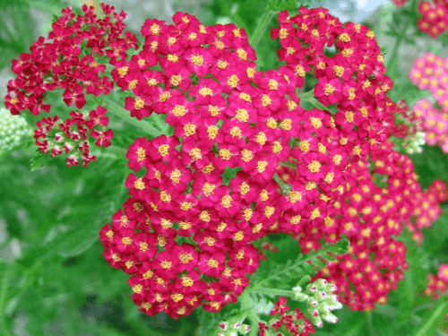 3500 Red Yarrow Seeds - Seed World