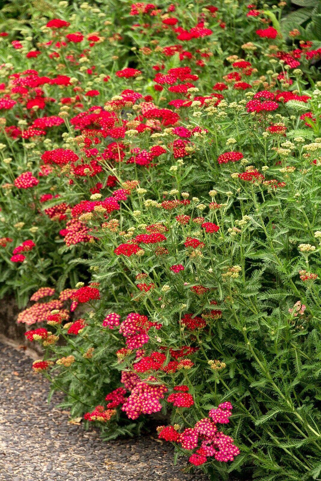3500 Red Yarrow Seeds - Seed World