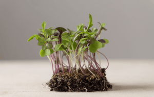 3800 Organic Broccoli Sprout Microgreens Seeds (10grams) - Seed World
