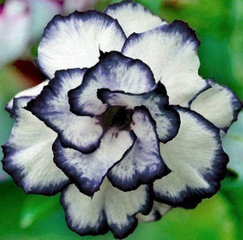 4 Black and White Desert Rose Seeds