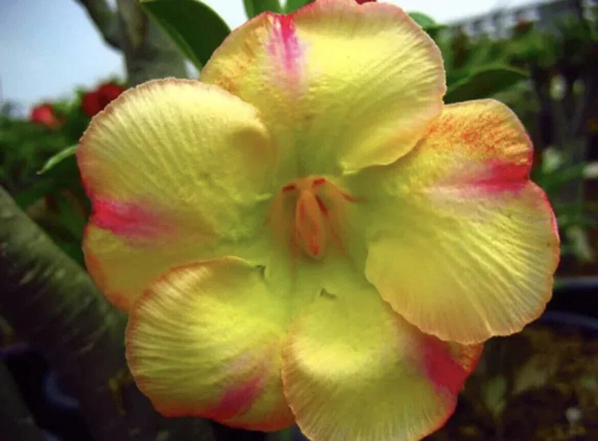 4 Desert Rose Adenium Obesum flower Seeds - Seed World