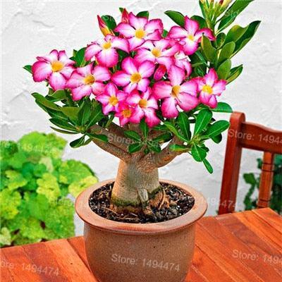 4 Desert Rose Adenium Obesum flower Seeds - Seed World