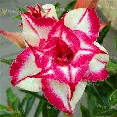4 Desert Rose Adenium Obesum flower Seeds - Seed World