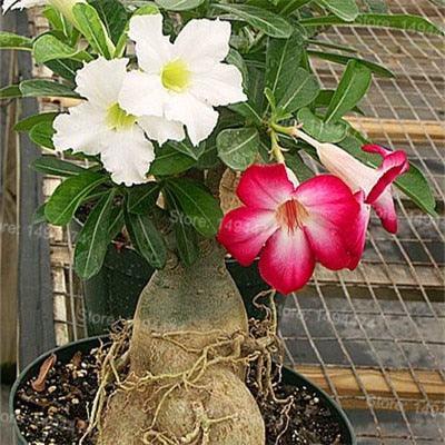 4 Desert Rose Adenium Obesum flower Seeds - Seed World