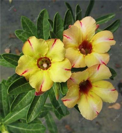 4 Desert Rose Seeds – Adenium Obesum - Seed World